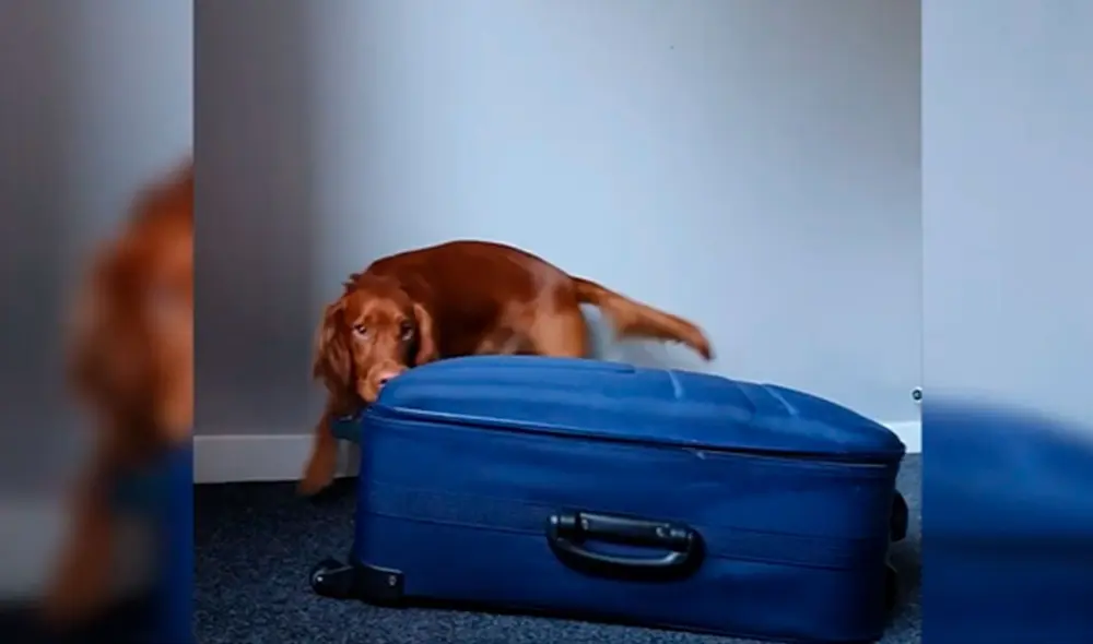 Desliza las imágenes para ver la destreza de un perro al abrir la cremallera de una maleta con facilidad. Foto: Caters Clips