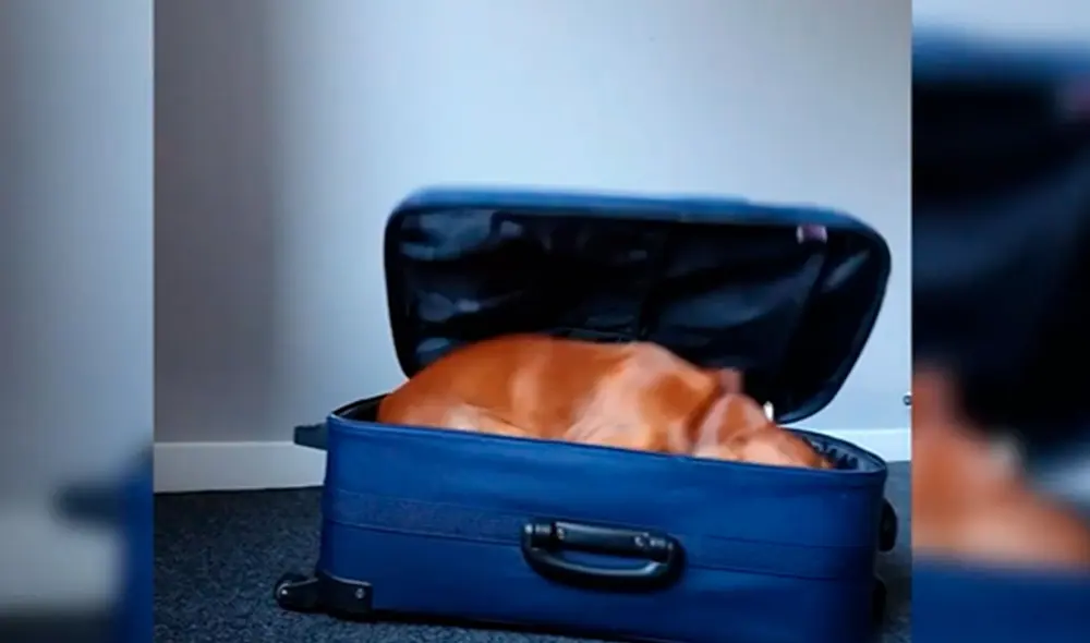 Desliza las imágenes para ver la destreza de un perro al abrir la cremallera de una maleta con facilidad. Foto: Caters Clips