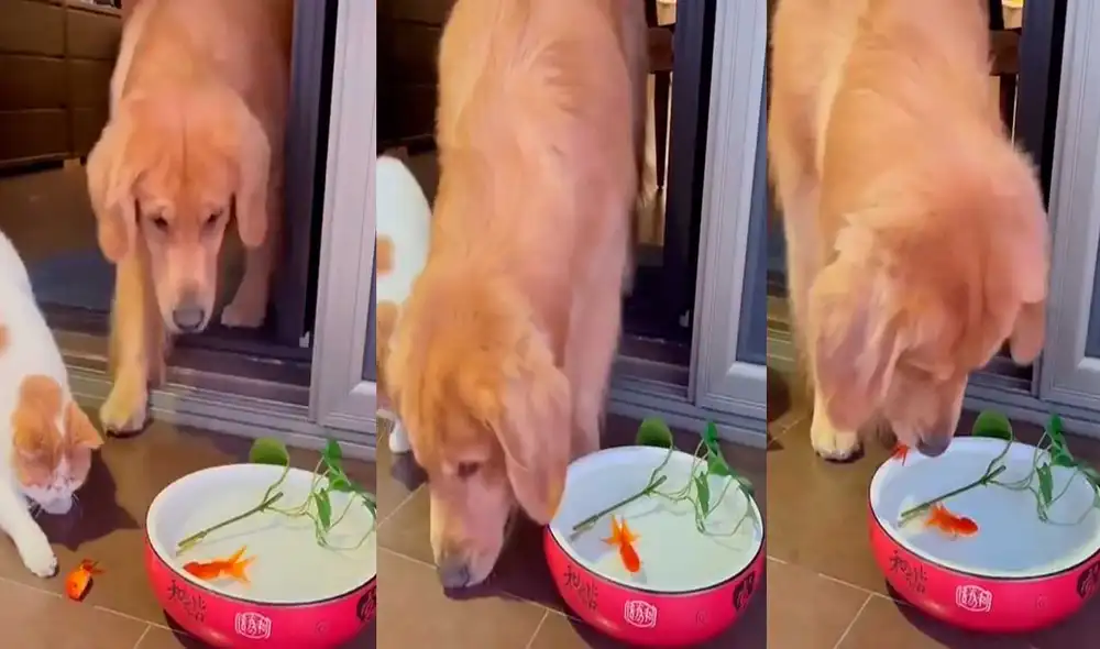 Desliza las imágenes para ver el increíble gesto que tuvo este can con un pez que estaba a punto de morir. Foto: captura de TikTok/@gatoamigo