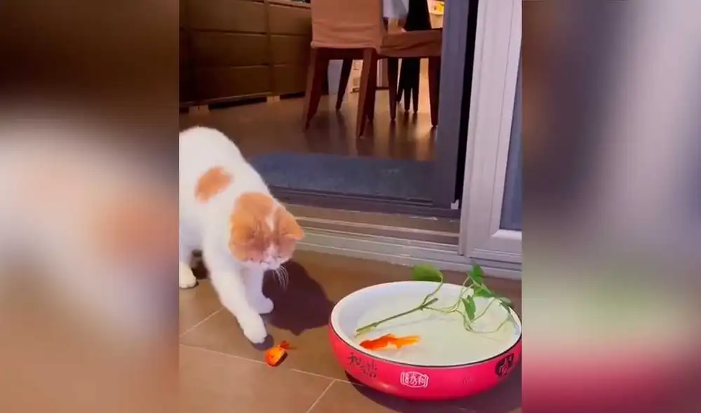 Desliza las imágenes para ver el increíble gesto que tuvo este can con un pez que estaba a punto de morir. Foto: captura de TikTok/@gatoamigo