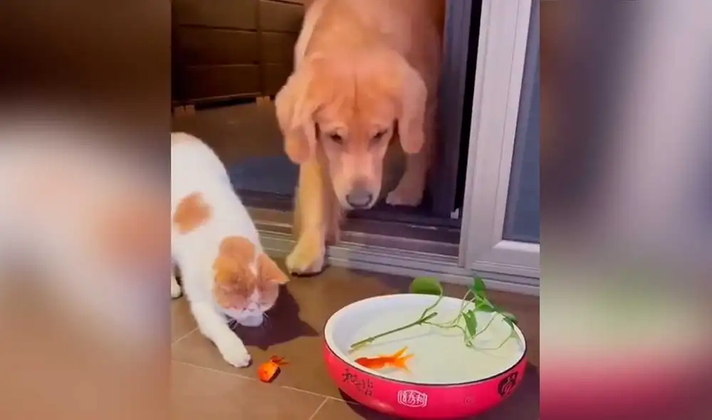 Desliza las imágenes para ver el increíble gesto que tuvo este can con un pez que estaba a punto de morir. Foto: captura de TikTok/@gatoamigo