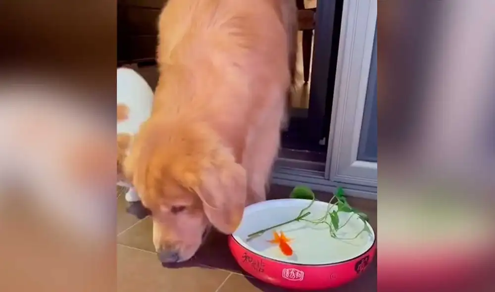 Desliza las imágenes para ver el increíble gesto que tuvo este can con un pez que estaba a punto de morir. Foto: captura de TikTok/@gatoamigo