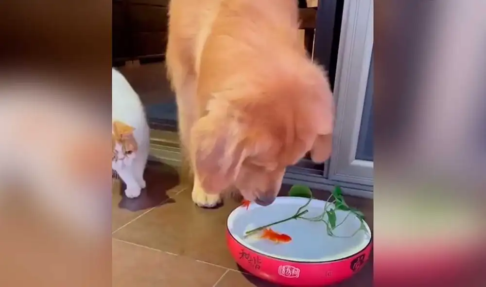 Desliza las imágenes para ver el increíble gesto que tuvo este can con un pez que estaba a punto de morir. Foto: captura de TikTok/@gatoamigo