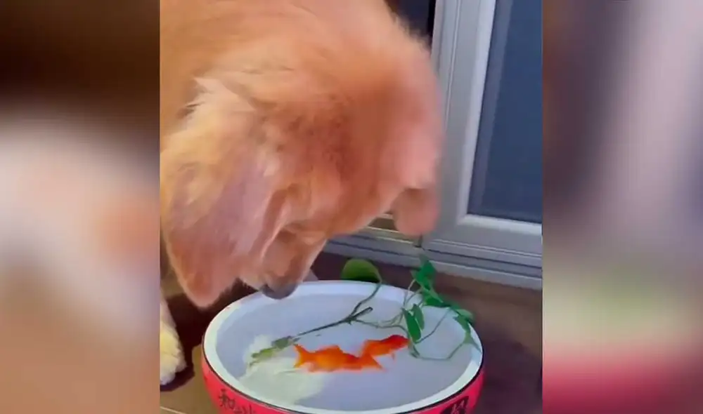 Desliza las imágenes para ver el increíble gesto que tuvo este can con un pez que estaba a punto de morir. Foto: captura de TikTok/@gatoamigo