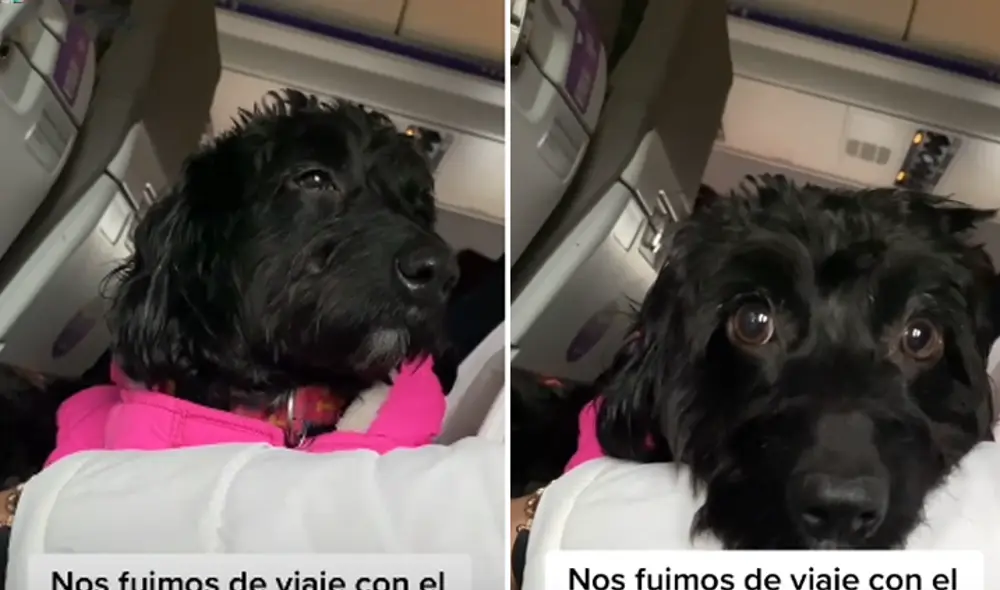 El cachorro abrió los ojos asustado al sentir el movimiento del avión. Foto: captura de TikTok