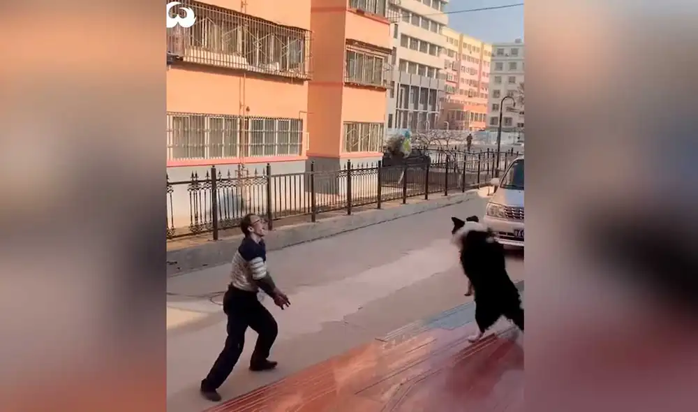 Desliza las imágenes para ver la curiosa demostración de habilidad que hizo este perro. Foto: captura de Facebook/WoofWoofTV