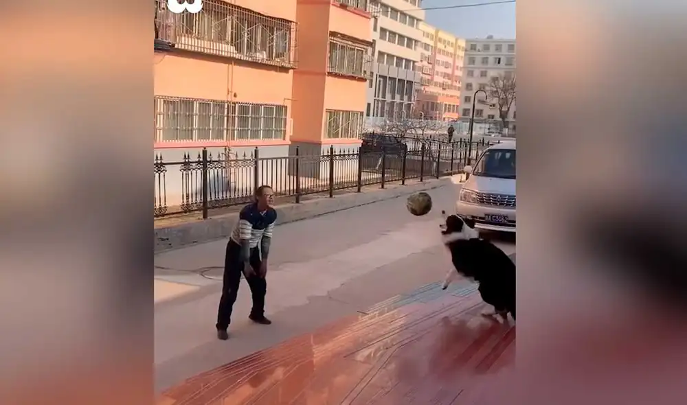 Desliza las imágenes para ver la curiosa demostración de habilidad que hizo este perro. Foto: captura de Facebook/WoofWoofTV