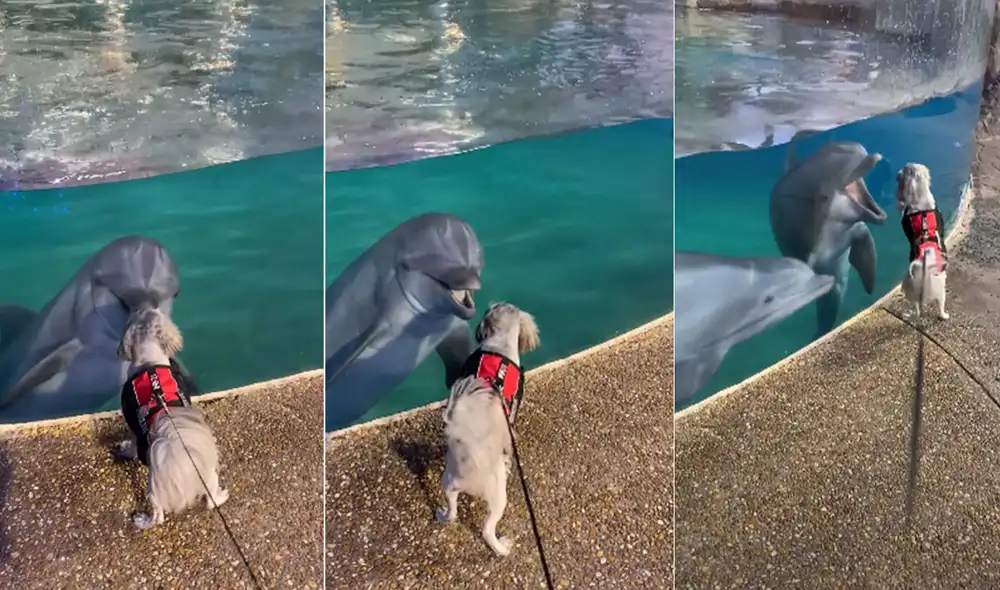 El pequeño Cali se 'emocionó' al conocer un nuevo 'amigo' y juntos protagonizaron una tierna escena. Foto: captura de YouTube El pequeño Cali se 'emocionó' al conocer un nuevo 'amigo' y juntos protagonizaron una tierna escena. Foto: captura de YouTube