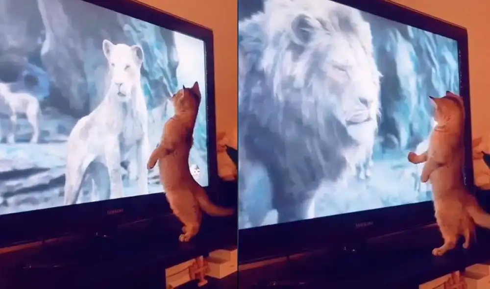 El minino se llevó un terrible susto al ver al imponente león Simba y protagonizó una curiosa escena. Foto: captura de TikTok/@gatoamigo