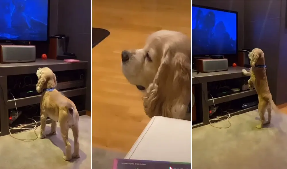 La joven se dio cuenta que su cachorro se 'emocionaba' al ver la película y no dudó en capturar esta tierna escena. Foto: captura de TikTok