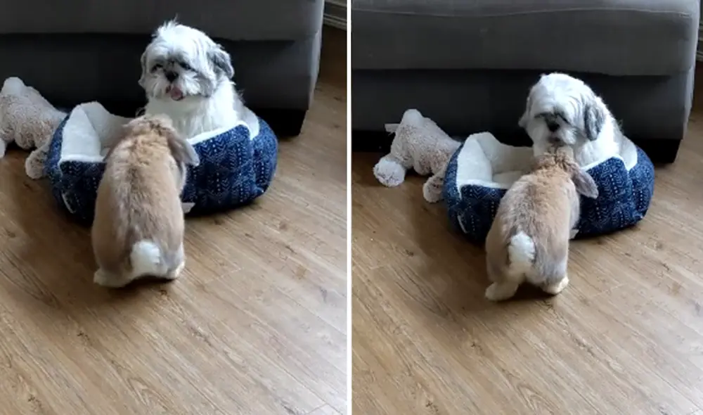 Los animales demostraron ser los 'mejores amigos'. Foto: captura de TikTok