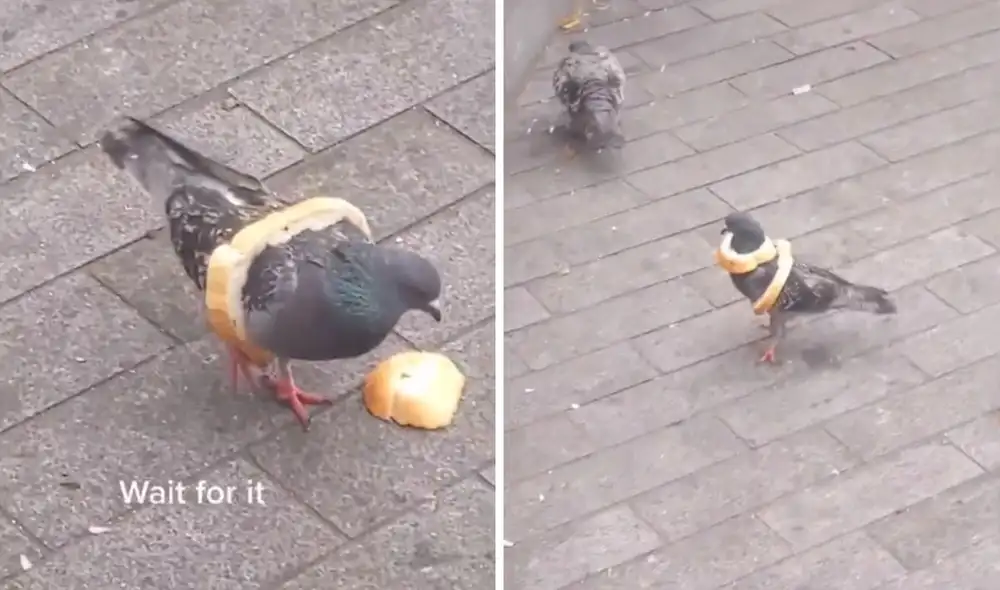La simpática manera en que el pájaro se lleva el pan a casa. Foto: captura de TikTok / @elliejacksoncomedy