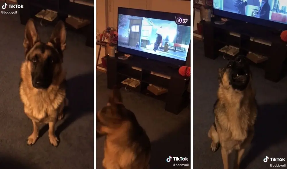 La simpática mascota escucha a los personajes de Zootopia y no puede evitar unirse a los aullidos. Foto: captura de TikTok / @bobbyoil La simpática mascota escucha a los personajes de Zootopia y no puede evitar unirse a los aullidos. Foto: captura de TikTok / @bobbyoil