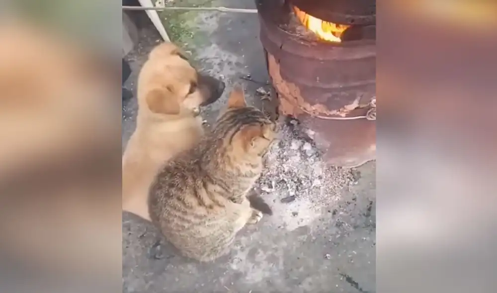 Una muchacha prendió su horno de cilindro para que su gato y perro no sufran por las bajas temperatura. Foto: captura de Facebook Una muchacha prendió su horno de cilindro para que su gato y perro no sufran por las bajas temperatura. Foto: captura de Facebook