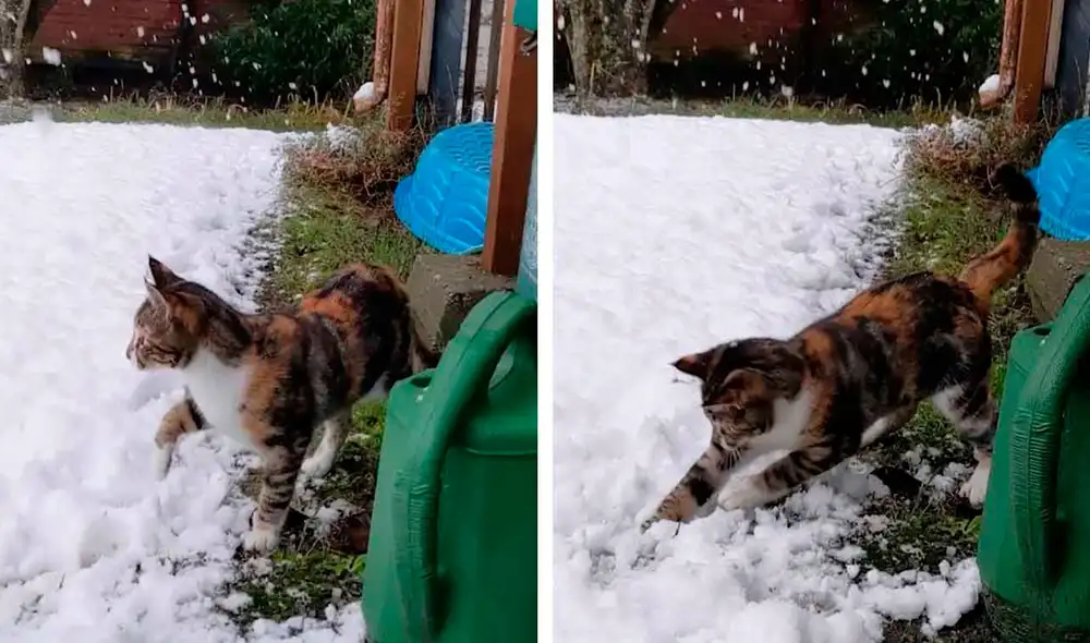 Una mujer grabó el gracioso comportamiento de su pequeño gato. Foto: Caters Clips