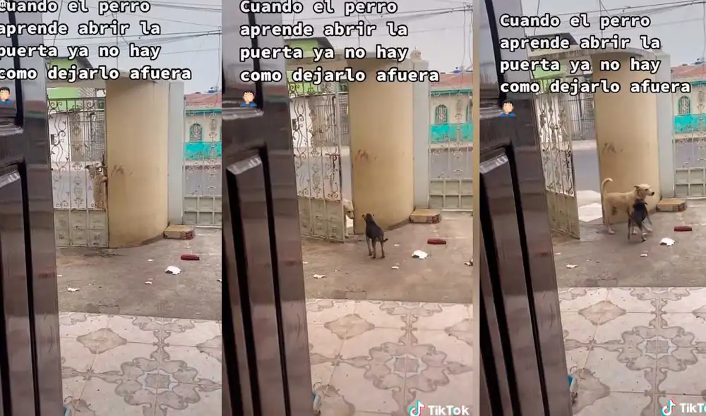 Para sorpresa de miles de usuarios, el animal pudo abrir la puerta de su casa sin ningún problema. Foto: captura de TikTok/@ronalri Para sorpresa de miles de usuarios, el animal pudo abrir la puerta de su casa sin ningún problema. Foto: captura de TikTok/@ronalri