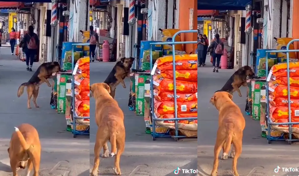 El can callejero fue captado robando un poco de comida y la tierna escena se hizo viral. Foto: captura de TikTok/@manechavez4 El can callejero fue captado robando un poco de comida y la tierna escena se hizo viral. Foto: captura de TikTok/@manechavez4