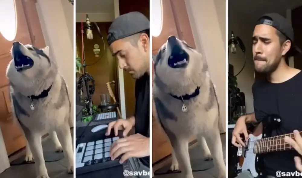 Así se dio está gran 'colaboración' entre el músico y el husky. Foto: captura de officialboombeats/TikTok Así se dio está gran 'colaboración' entre el músico y el husky. Foto: captura de officialboombeats/TikTok