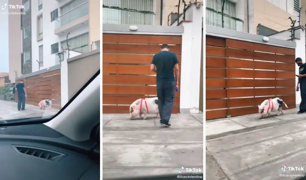 Así se vio en la calle la peculiar mascota de este chico. Foto: captura de _licec/TikTok