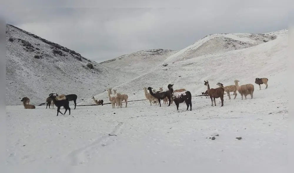 Puno. Graves afectaciones para los criadores de camélidos sudamericanos en Nuñoa. Foto: Defensa Civil