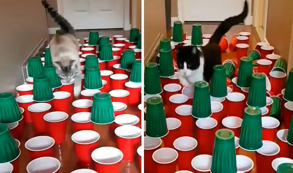Un joven colocó unos vasos en el suelo para ver si sus gatos lo derribaban y se asombró con el resultado. Foto: captura de Facebook