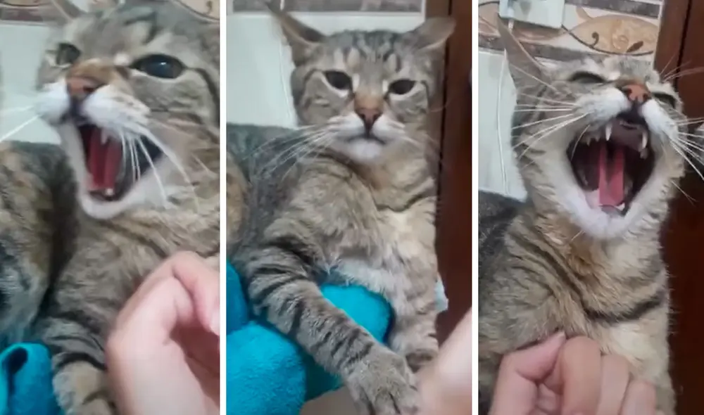 Un gato realizó un fuerte bufido ante la insistencia de su duela y ella lo comparó con el sonido de un feroz felino. Foto: captura de TikTok