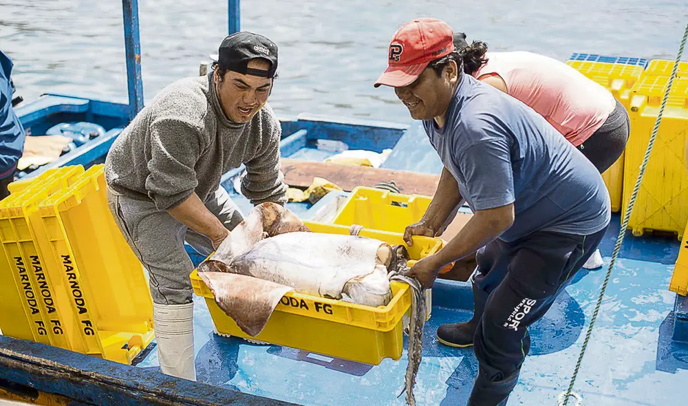 Principales productos. Precios de la concha de abanico y langostinos se redujeron hasta en 50% en el 2020, los cuales están en proceso de recuperación. Foto: Andina
