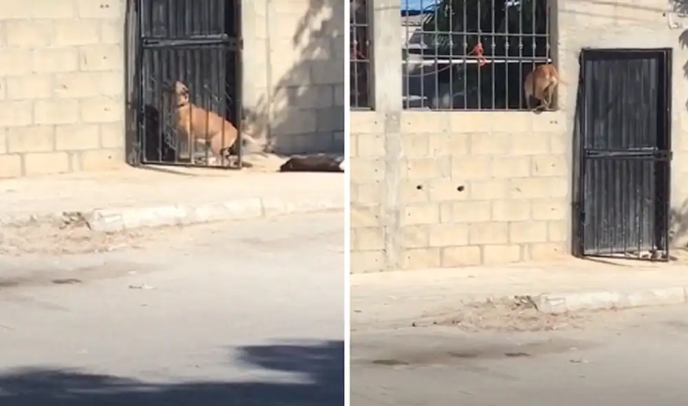 El cachorro se las ingenió para regresar al casa de su dueño sin hacer bulla. Foto: captura de TikTok. El cachorro se las ingenió para regresar al casa de su dueño sin hacer bulla. Foto: captura de TikTok.