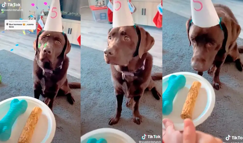 La dueña de esta perrita labrador no dudó en celebrar el cumpleaños de su engreída de una curiosa forma que dejó fascinados a miles. Foto: captura de @lovebirdshatch/TikTok