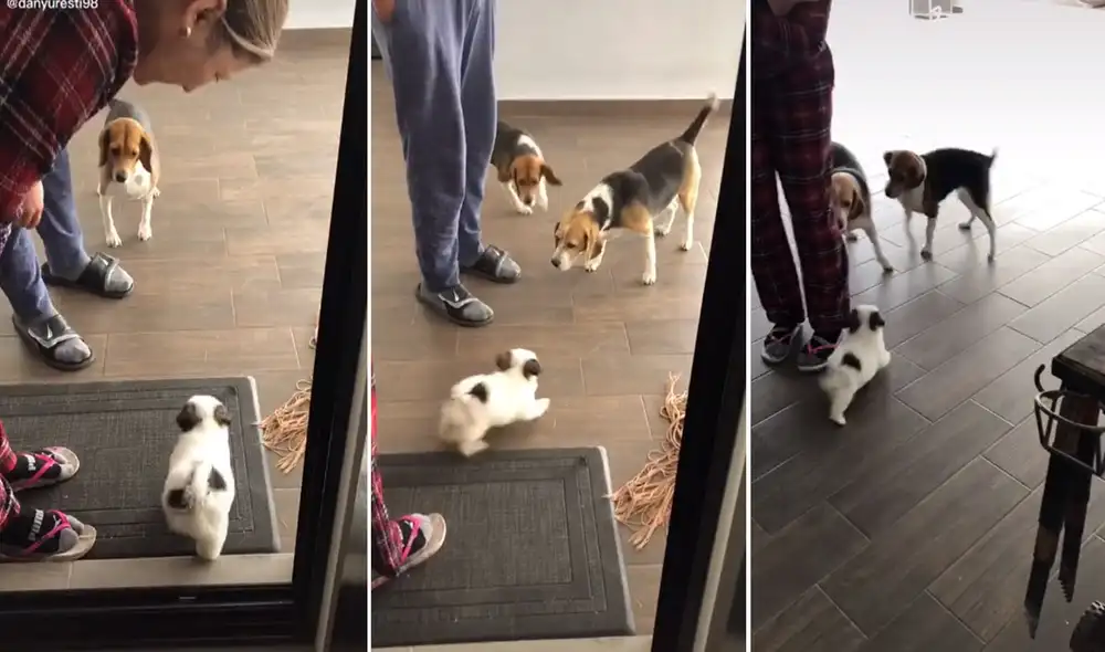 El pequeño can hiso de todo para atraer a sus nuevos 'amigos', pero estos tuvieron un comportamiento que llamó la atención de los usuarios. Foto: captura de TikTok