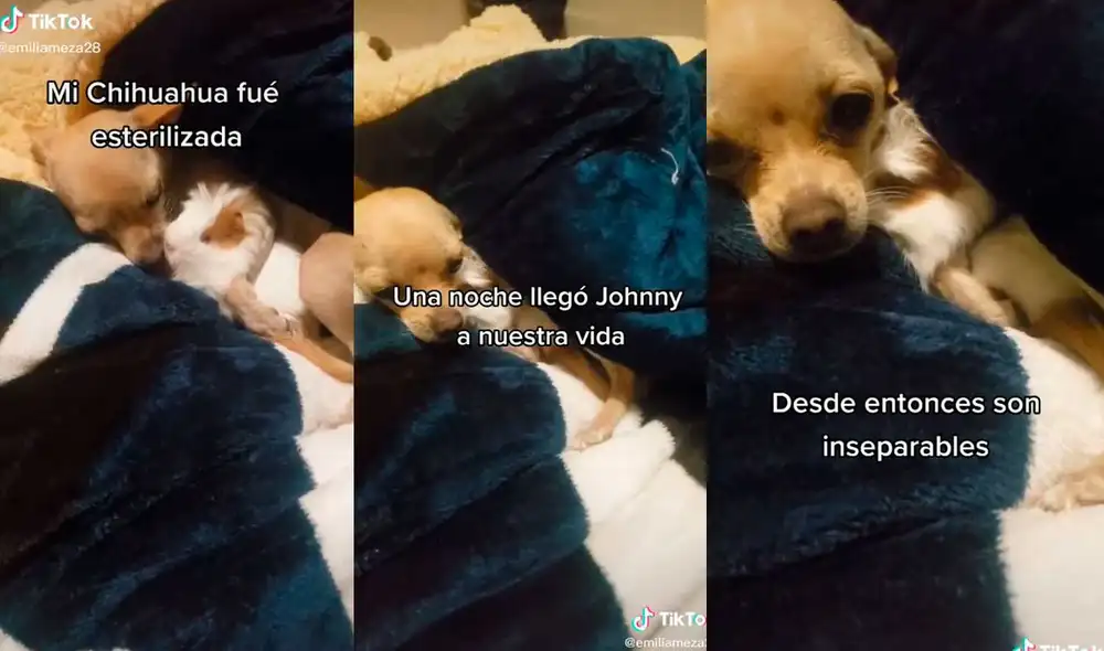 La cachorra se ha vuelto inseparable del pequeño cuy y fueron captados por su dueña en una tierna escena. Foto: captura de TikTok/@emiliameza28