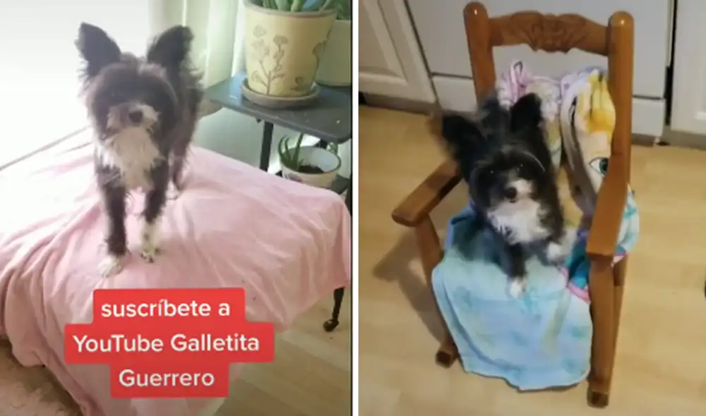 El cachorro se robó la atención de miles de usuarios. Foto: captura de TikTok El cachorro se robó la atención de miles de usuarios. Foto: captura de TikTok
