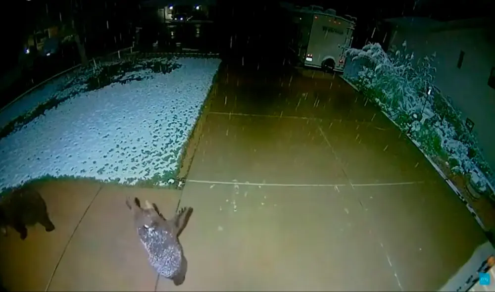 Mira la tierna escenas del oso bebé al ver la nieve por primera vez. Foto: captura de Facebook