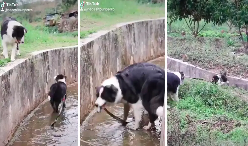El padre no lo abandonó al cachorro e hizo denodados esfuerzos por sacarlo del lugar. Foto: captura de TikTok
