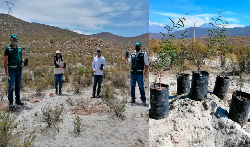 Propuesta contempla la reforestación en 10 quebradas del distrito. Foto: Serfor