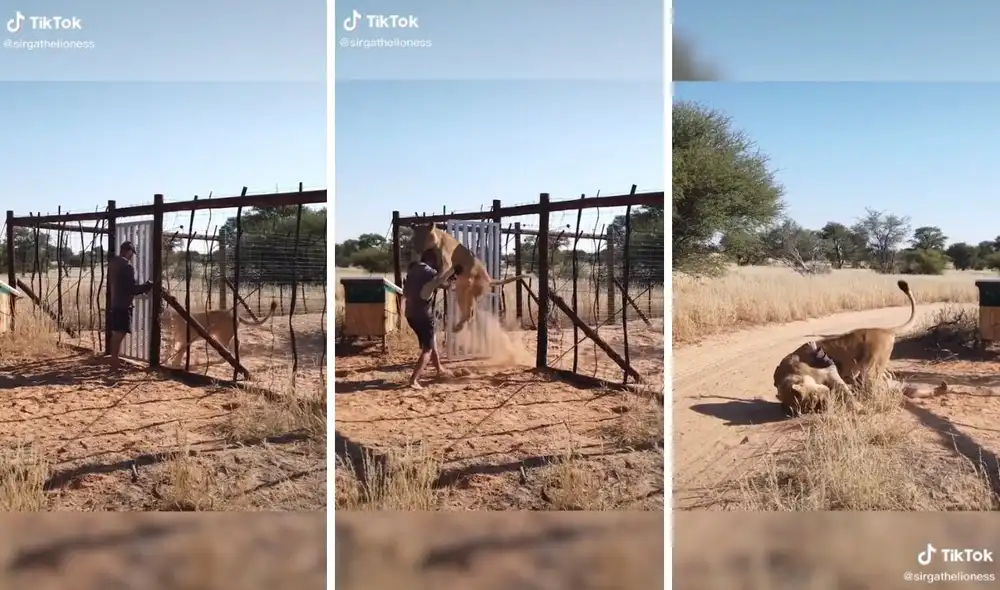 Así fue el abrazo de esta cariñosa leona. Foto: captura de TikTok / @sirgathelioness Así fue el abrazo de esta cariñosa leona. Foto: captura de TikTok / @sirgathelioness