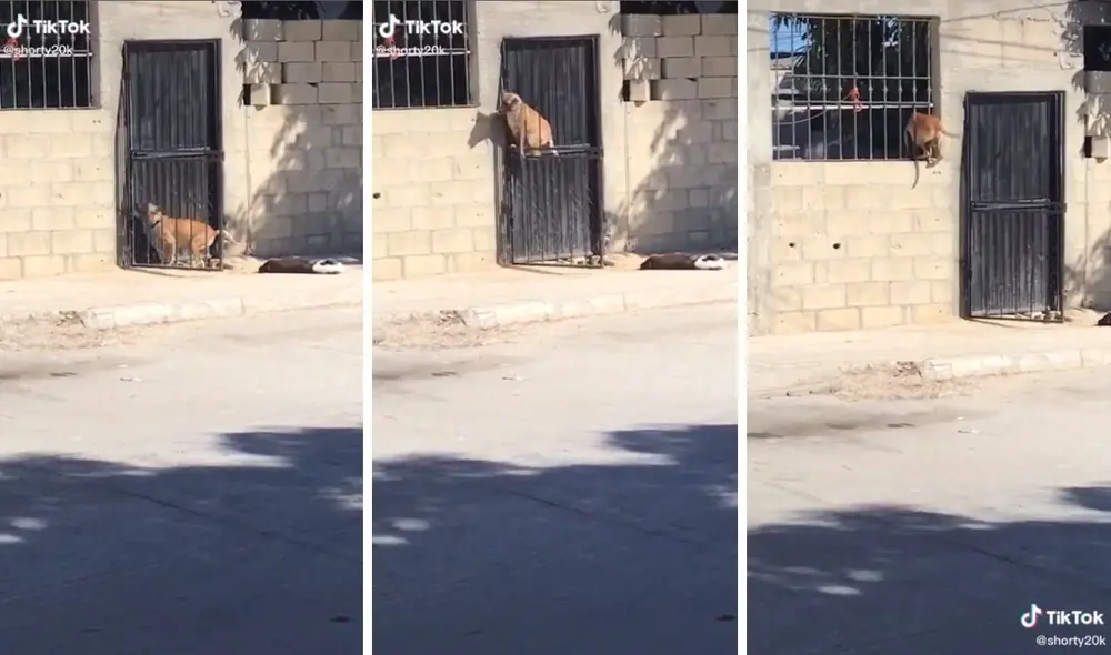 Sin el video, pocos hubieran creído lo que hizo esta perrita. Foto: captura de TikTok / @shorty20k Sin el video, pocos hubieran creído lo que hizo esta perrita. Foto: captura de TikTok / @shorty20k
