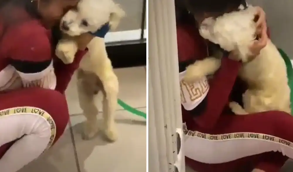 Cuando la muchacha volvió a casa, su mascota no pudo contener la emoción y corrió a 'abrazarla'. Foto: captura de TikTok