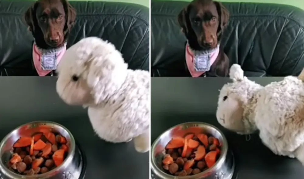 El can observó el 'daño' que le hizo la comida a un peluche y automáticamente tiró el bocado que tenía en la boca. Foto: captura de YouTube