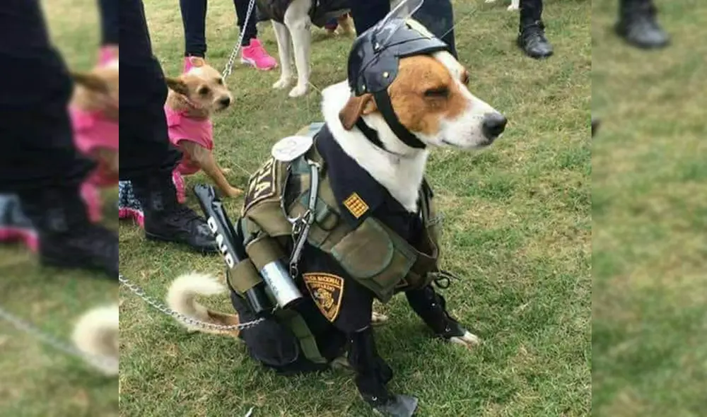 Agentes USE de Chiclayo están agradecidos por aparición de perrito Pinto. Foto: difusión Agentes USE de Chiclayo están agradecidos por aparición de perrito Pinto. Foto: difusión