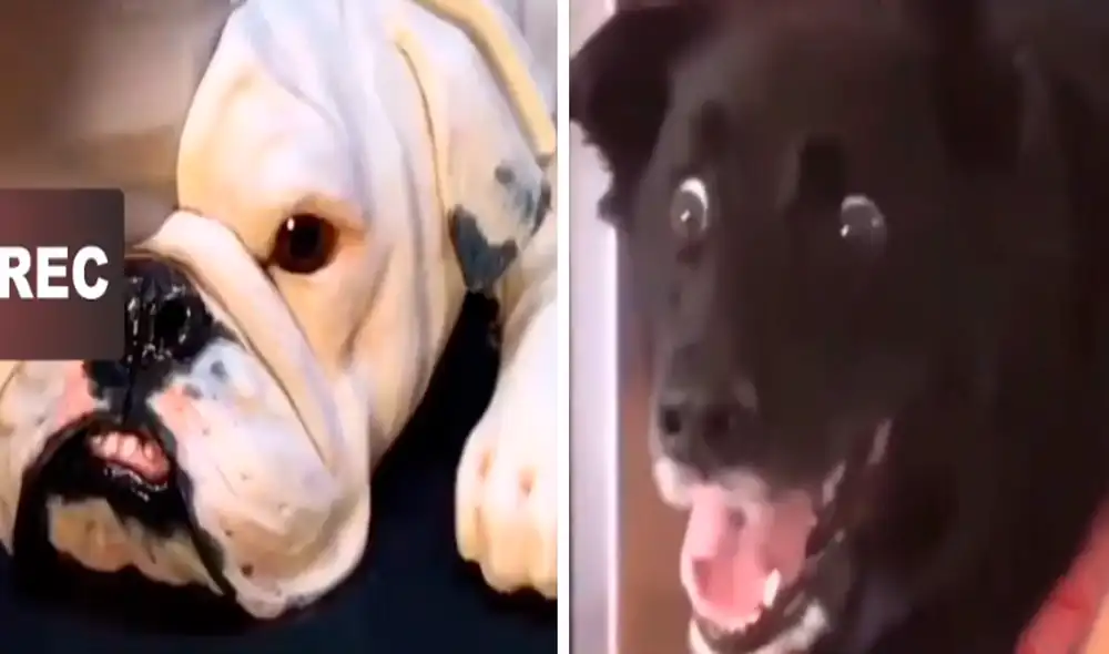 Los usuarios de las redes sociales quedaron consternados por la reacción del can al ver cortar un pastel con forma de perro. Foto: captura de TikTok