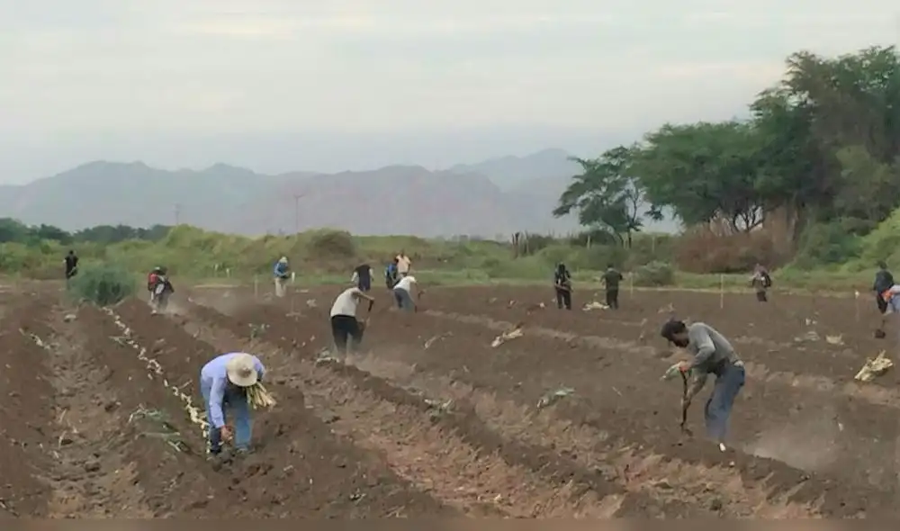 Entre los meses de enero y marzo sembrarán caña de azúcar en Pomalca. Fotos: Difusión Entre los meses de enero y marzo sembrarán caña de azúcar en Pomalca. Fotos: Difusión