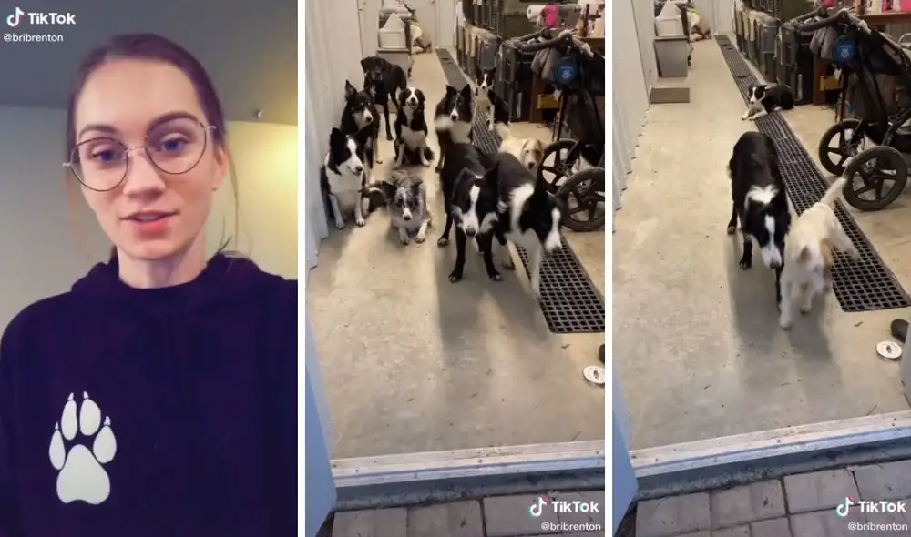 Así de disciplinados son estos diez perritos. Foto: captura de TikTok / @sostarbcs Así de disciplinados son estos diez perritos. Foto: captura de TikTok / @sostarbcs