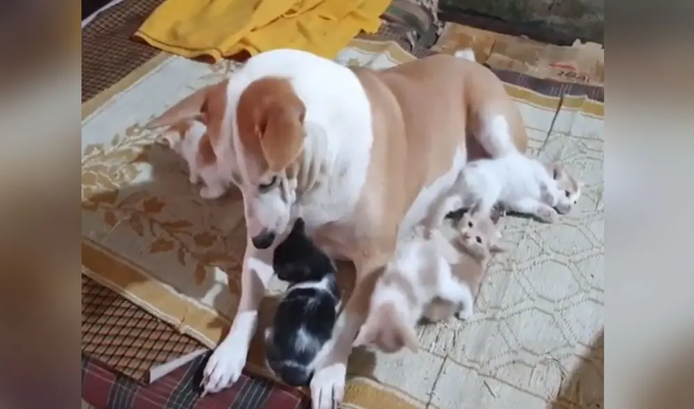 Esta perrita no tuvo reparos en acoger a unos gatitos abandonados y los protegió como si fueran sus crías. Foto: captura de YouTube