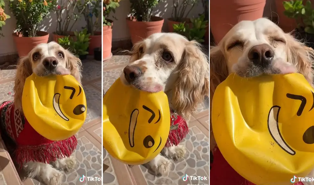 Este travieso cachorro conmovió a miles de personas con su peculiar mirada de 'arrepentimiento'. Foto: captura de TikTok
