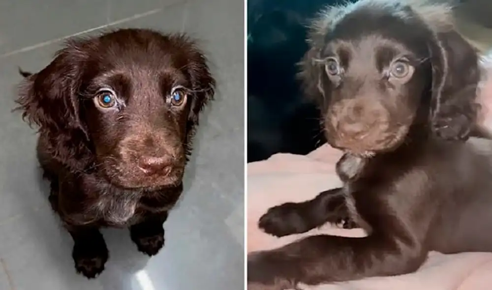 Las pestañas de la pequeña Mabel han cautivado a los usuarios en redes sociales. Foto: captura de Facebook