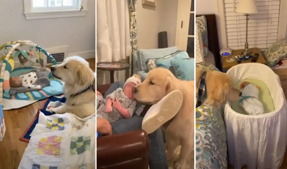 El can se encariñó con el pequeño apenas llegó a casa y su dueño no tardó en capturar estos tiernos momentos. Foto: captura de YouTube El can se encariñó con el pequeño apenas llegó a casa y su dueño no tardó en capturar estos tiernos momentos. Foto: captura de YouTube