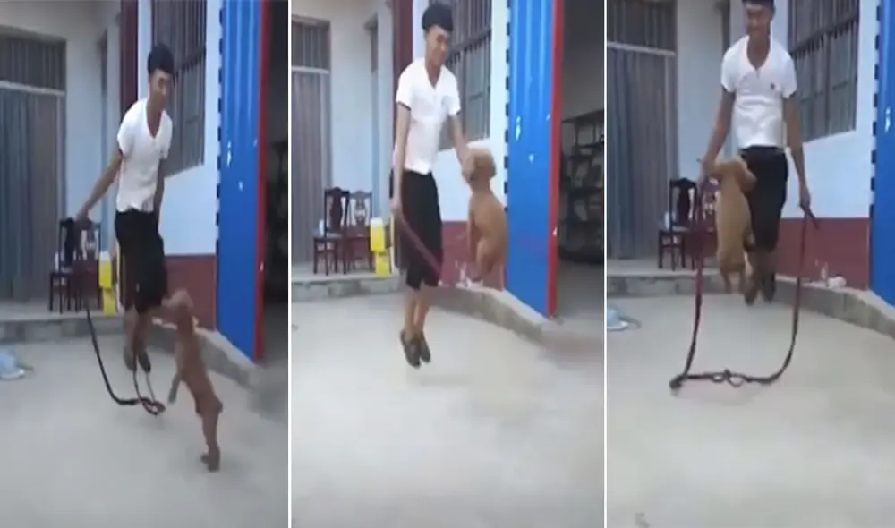 El travieso perrito sorprendió a miles de usuarios con su habilidad para saltar una cuerda. Foto: captura de TikTok