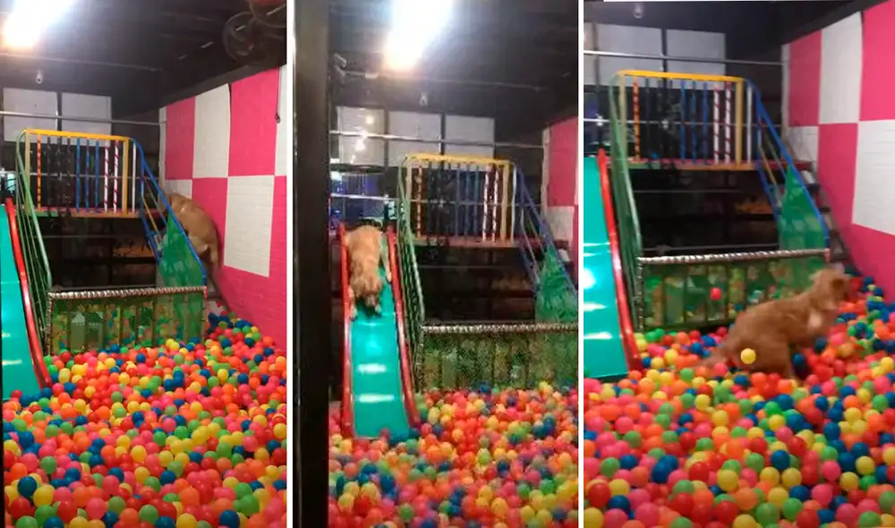 Los dueños del perro le construyeron una piscina de pelotas. Foto: captura de YouTube