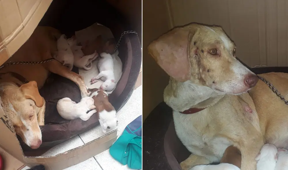 Perrita necesita una serie de exámenes veterinarios. Foto: captura Facebook Perrita necesita una serie de exámenes veterinarios. Foto: captura Facebook